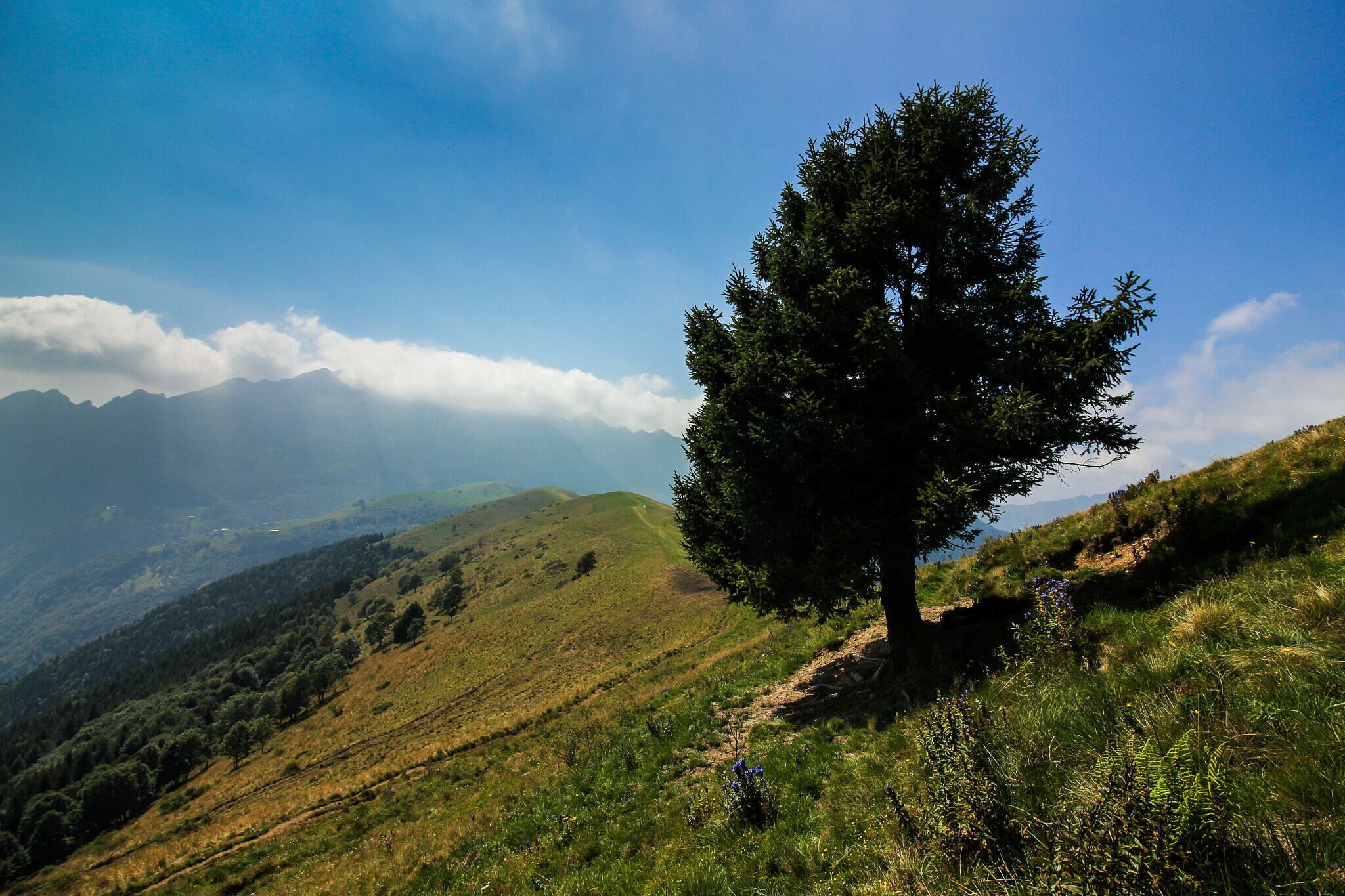 A solitary tree on a grassy hillside with a mountain range in the background.