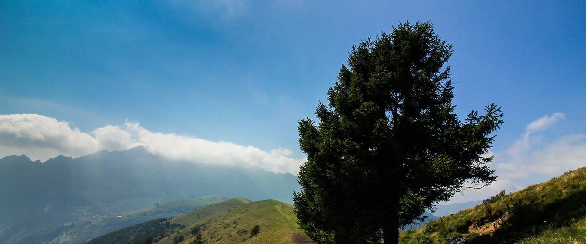 A solitary tree on a grassy hillside with a mountain range in the background.
