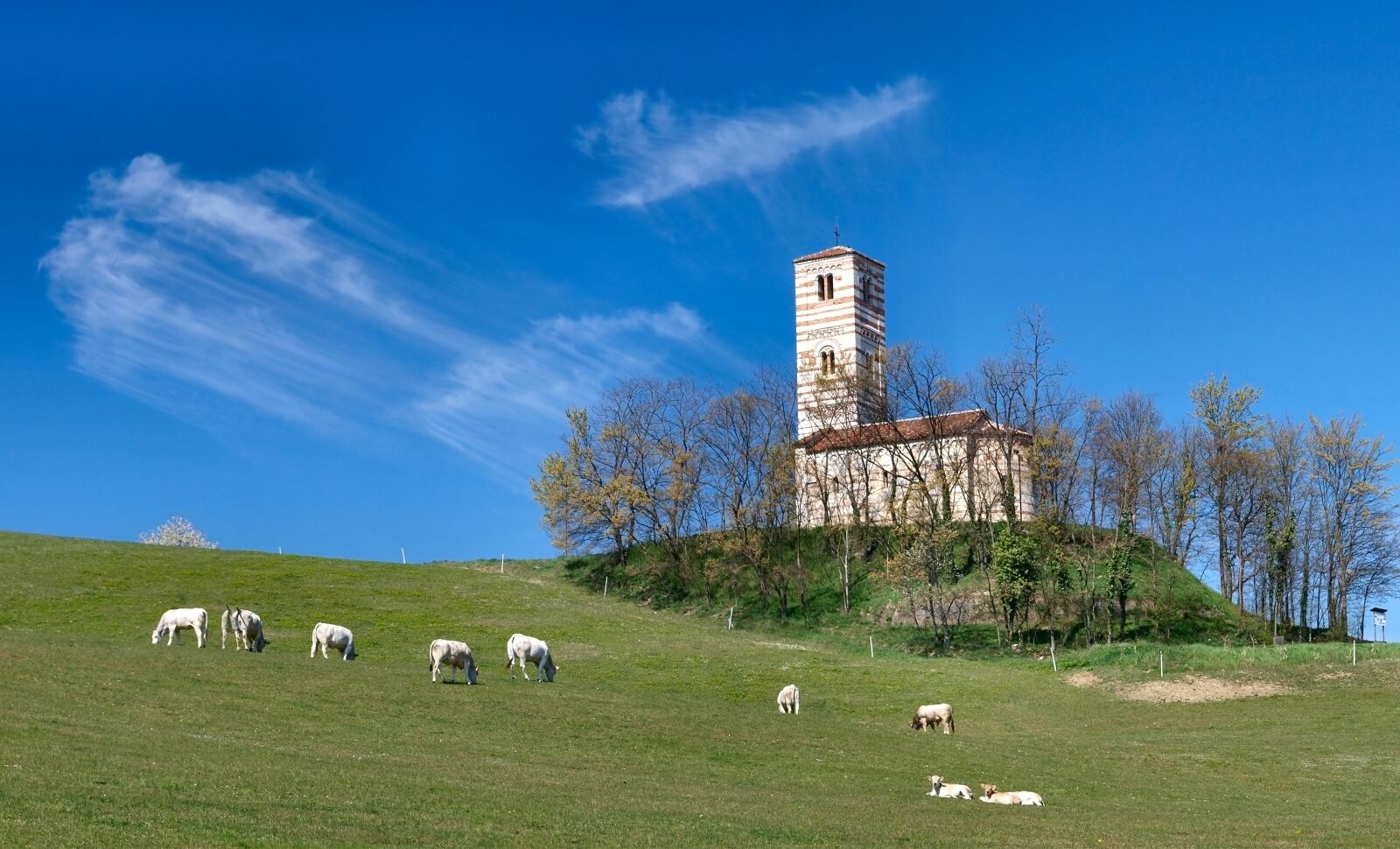 A historic building with a tower, surrounded by a grassy hill with grazing cows.