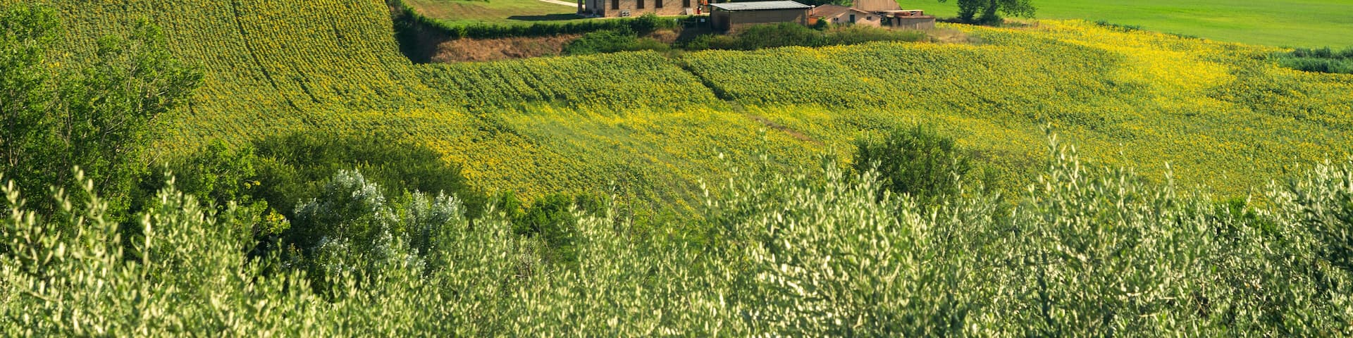 Rural landscape near Mogliano, Marches, Italy