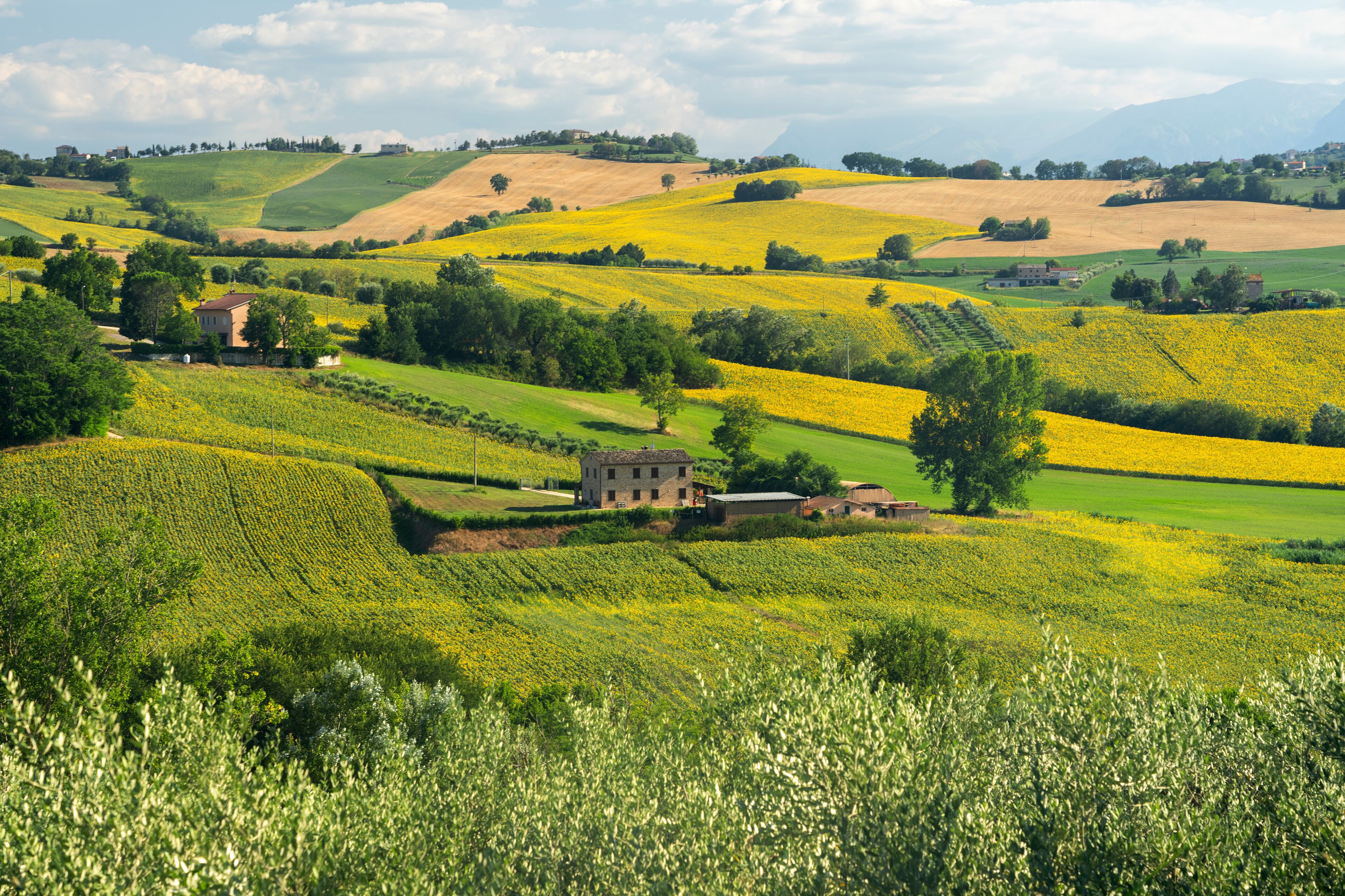 Rolling hills with fields of yellow flowers, a small stone building, and distant mountains.
