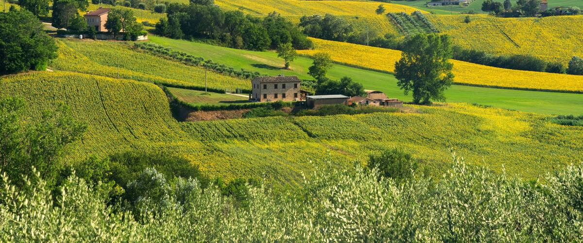 Rolling hills with fields of yellow flowers, a small stone building, and distant mountains.