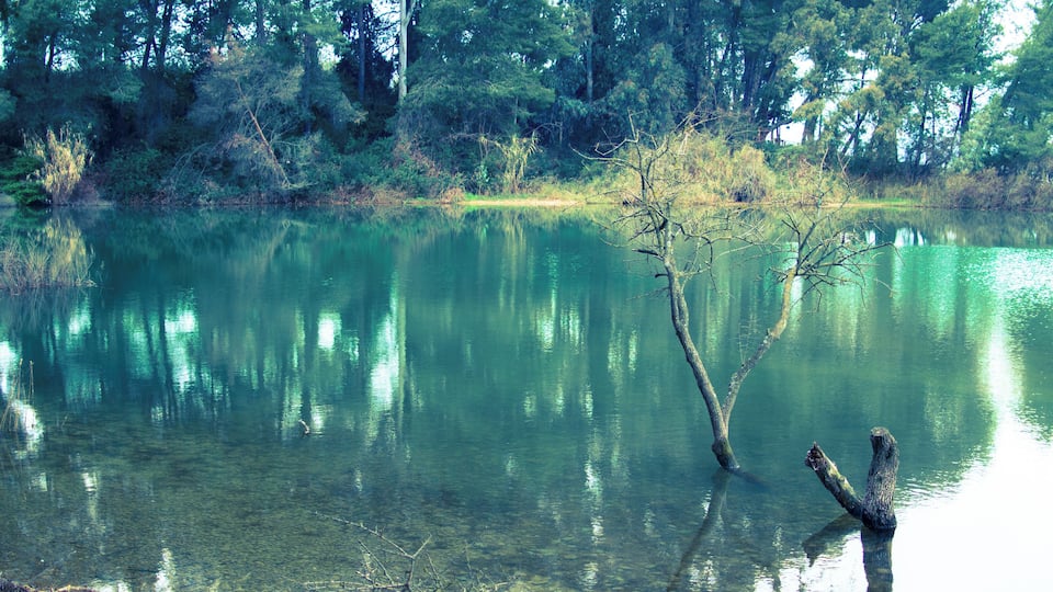 A calm lake surrounded by dense trees and a fallen tree in the water.