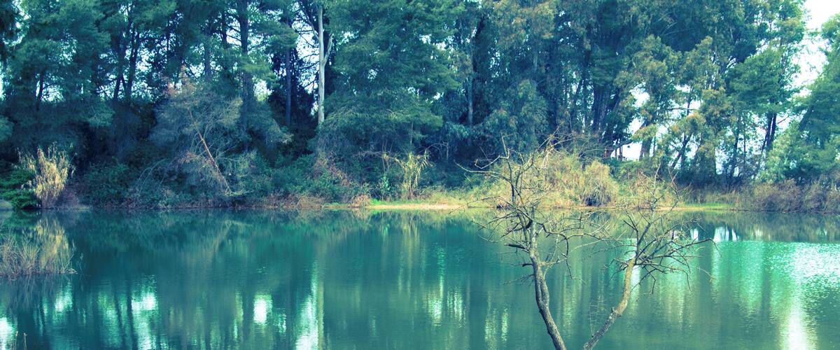 A calm lake surrounded by dense trees and a fallen tree in the water.