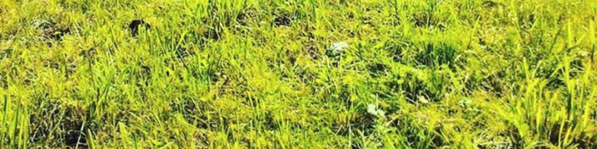 Maciniamo km di corsa!! #iocorroqui #iocorroconmargot #green #sentiero #bosco #naturelovers