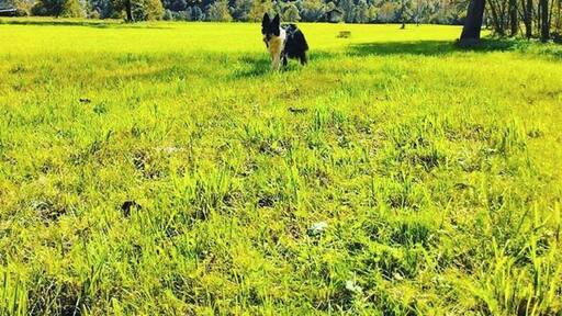 Maciniamo km di corsa!! #iocorroqui #iocorroconmargot #green #sentiero #bosco #naturelovers