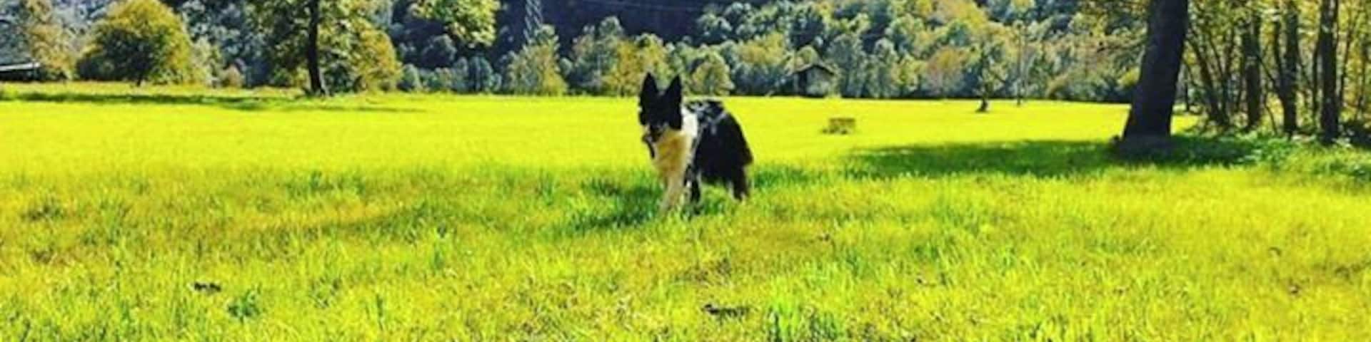 Maciniamo km di corsa!! #iocorroqui #iocorroconmargot #green #sentiero #bosco #naturelovers