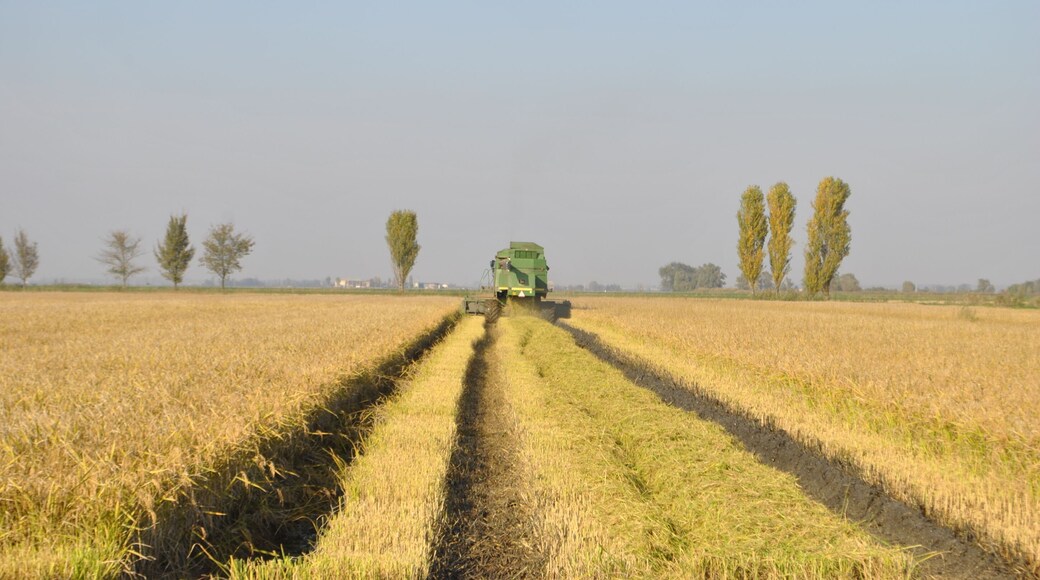 Threshing machine and rice fields in Jolanda di Savoia (Ferrara). Italy