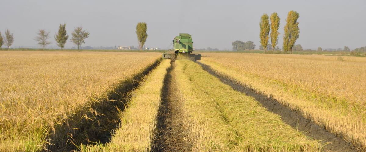 A combine harvester in a golden wheat field with a clear sky.