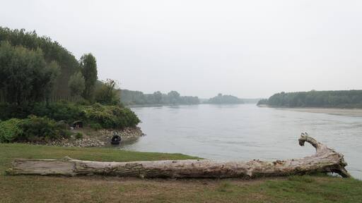 Tree Trunk - Lido Po, Guastalla, Reggio Emilia, Italy