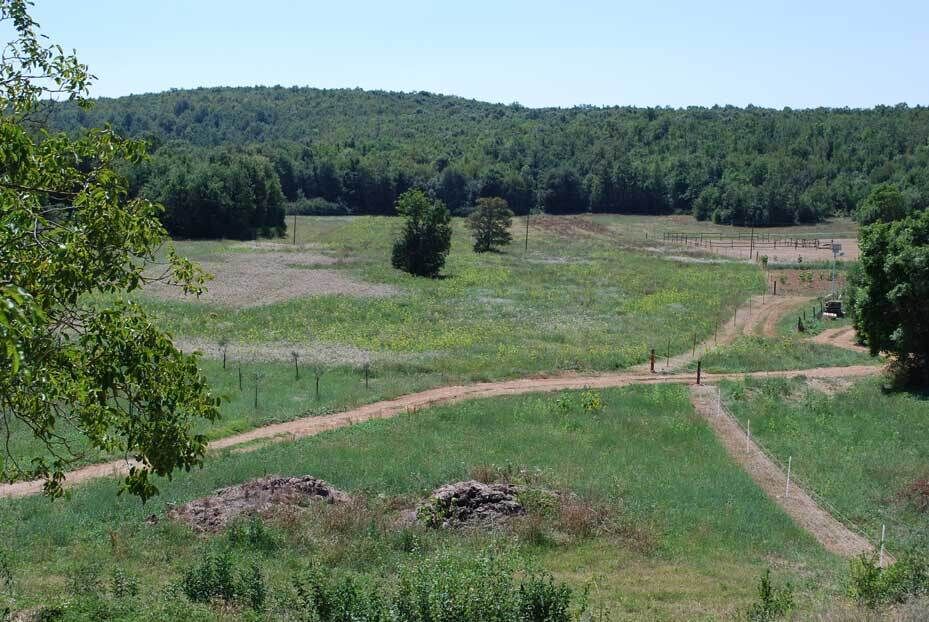 A rural landscape with a dirt path, green fields, scattered trees, and a forested hill in the background.