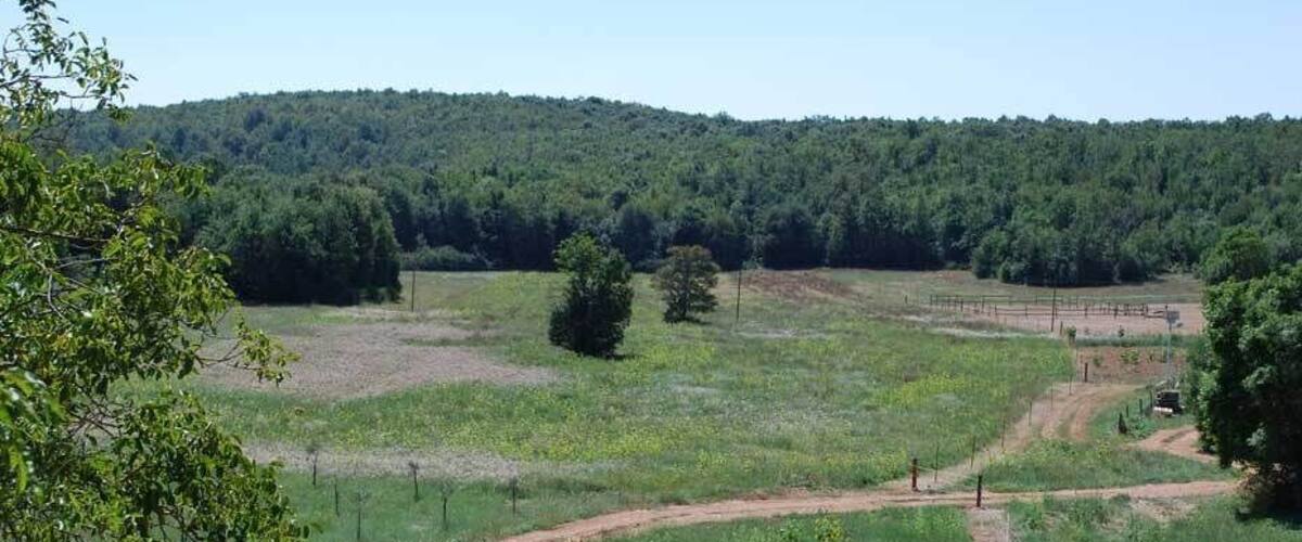 A rural landscape with a dirt path, green fields, scattered trees, and a forested hill in the background.