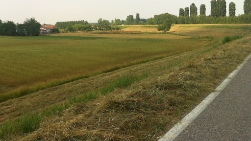 #countryside #green #mantova #campagna #campi #verde #primavera #spring