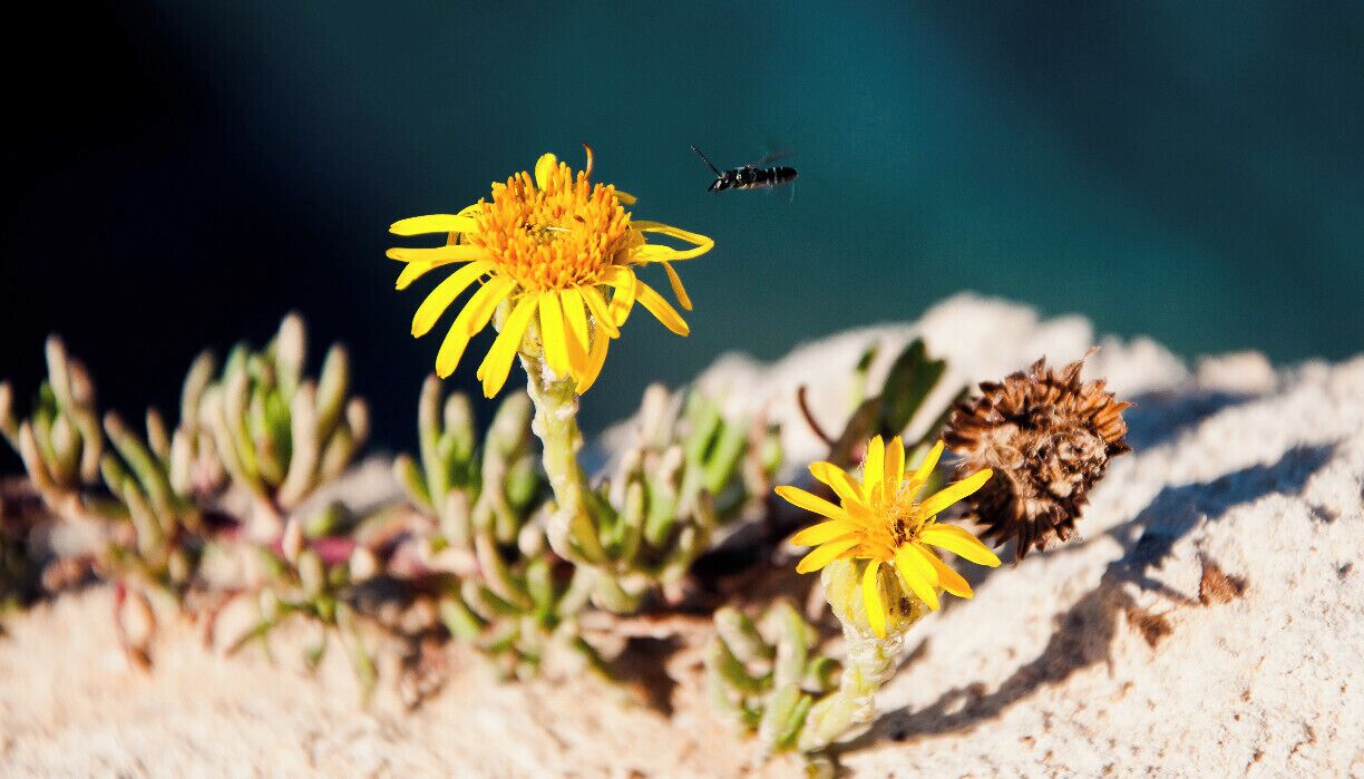 Blue as the sea, white as the rocks, yellow as the flowers. Colors of Salento.