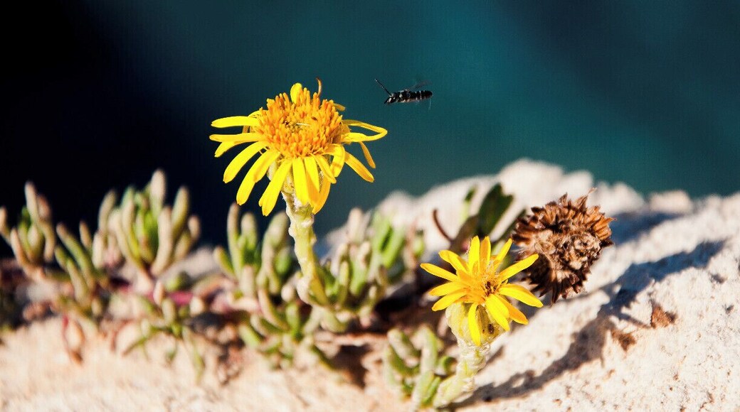 Blue as the sea, white as the rocks, yellow as the flowers. Colors of Salento.
