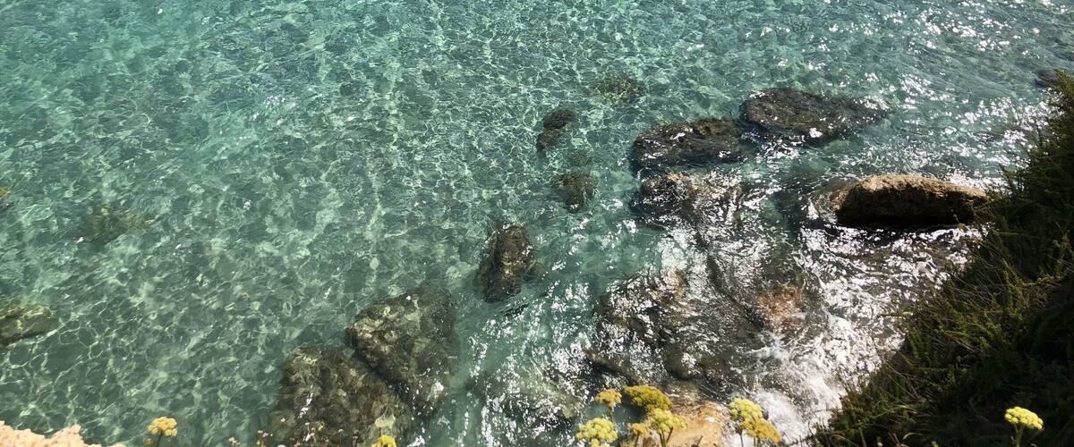 Clear turquoise water, rocky shoreline, and yellow wildflowers.