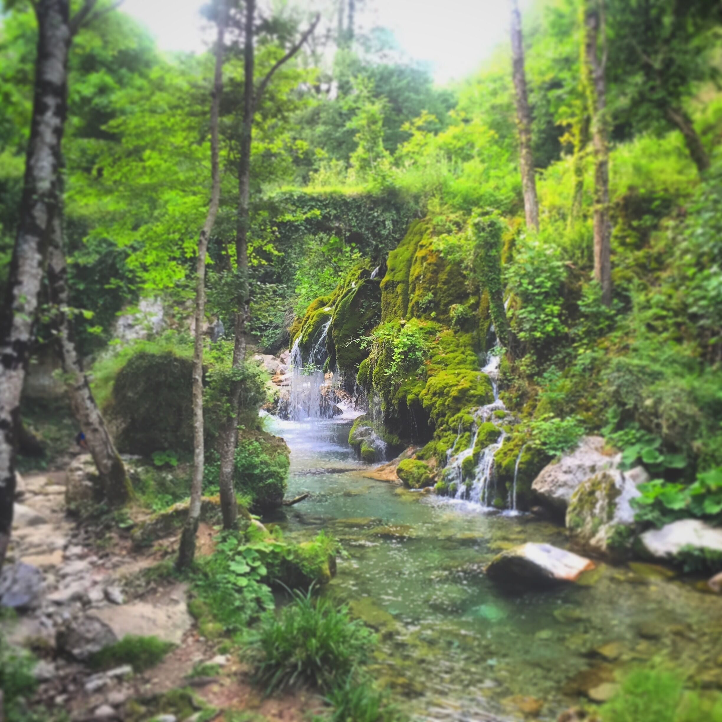 A forested area with a small waterfall and a clear stream.
