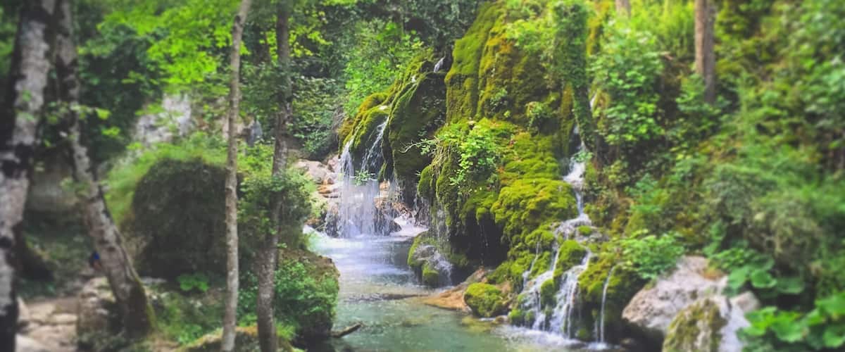A forested area with a small waterfall and a clear stream.
