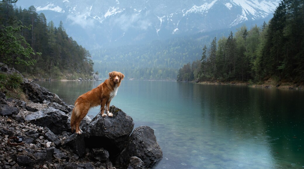 dog stand on a wooden pier. Mountain Lake Braies. boat station. landscape with a pet