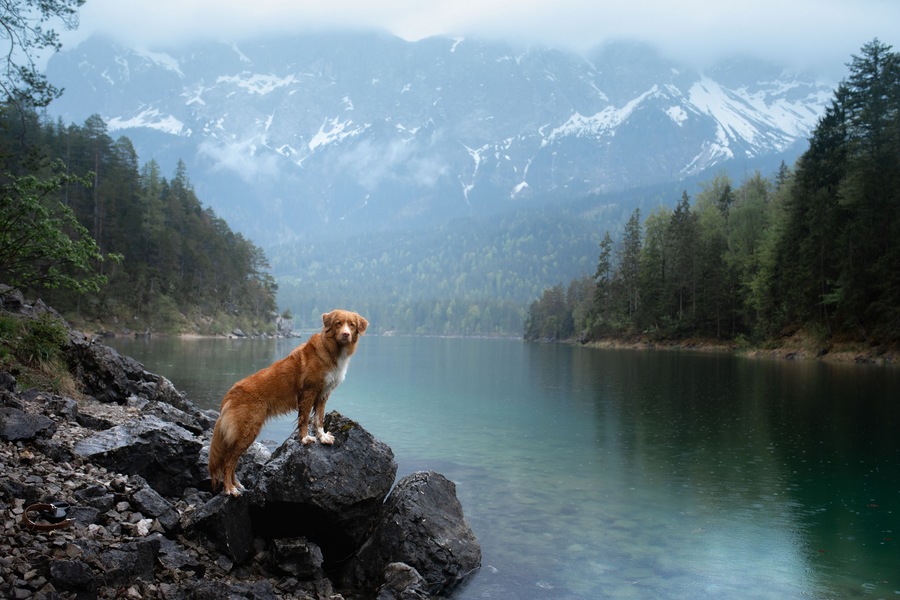 dog stand on a wooden pier. Mountain Lake Braies. boat station. landscape with a pet