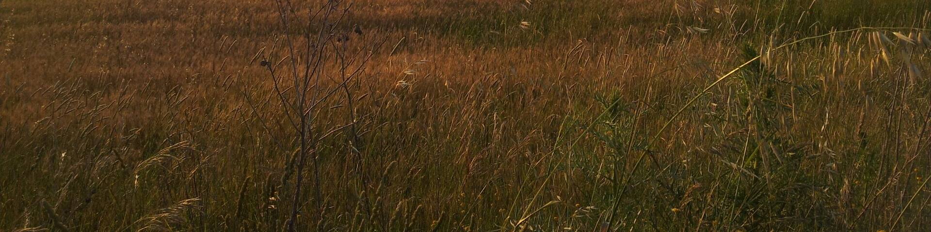 A rural landscape with a field, distant hills, and a body of water.