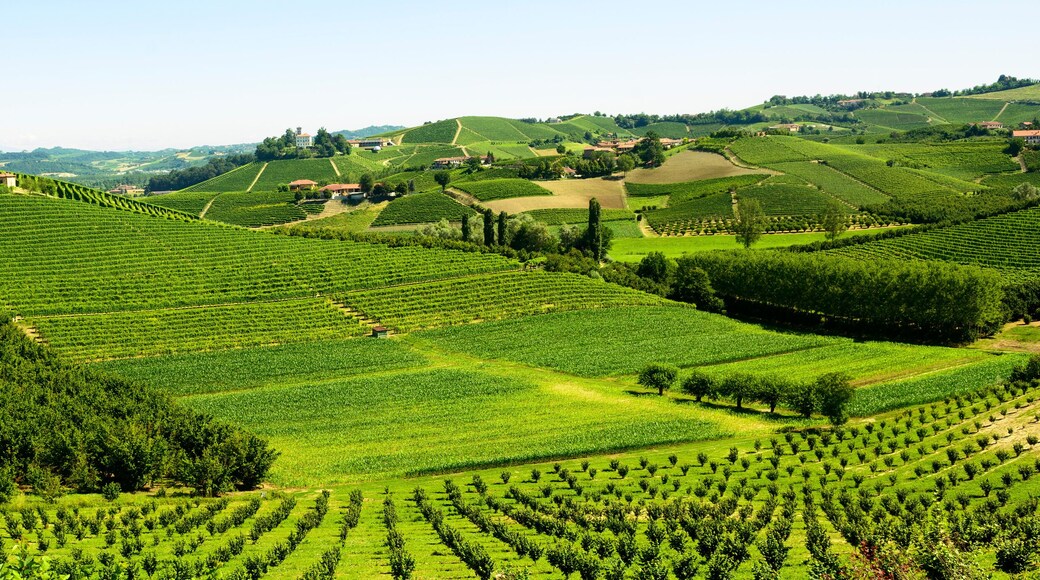 Summer landscape in Langhe (Italy)