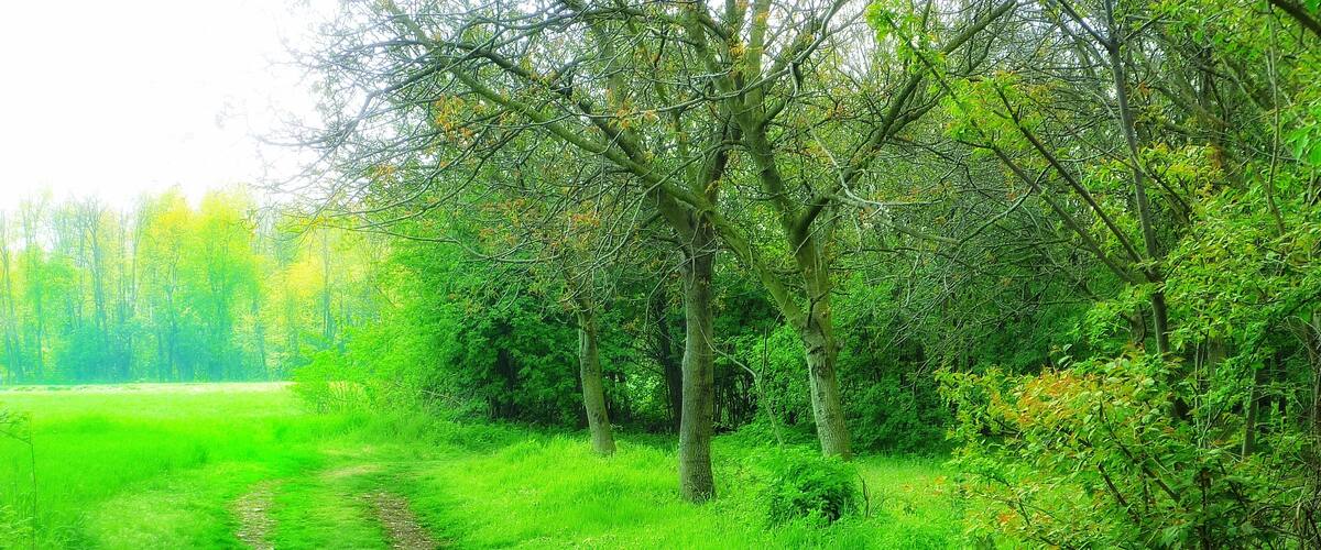 A dirt path through a lush green field with trees on either side.