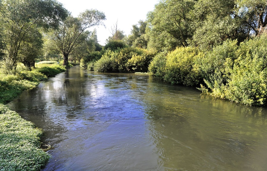 Un río serpentea por una zona boscosa densa, con abundante vegetación y árboles.