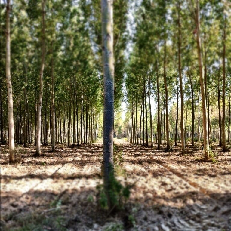 A forest with a clear path.