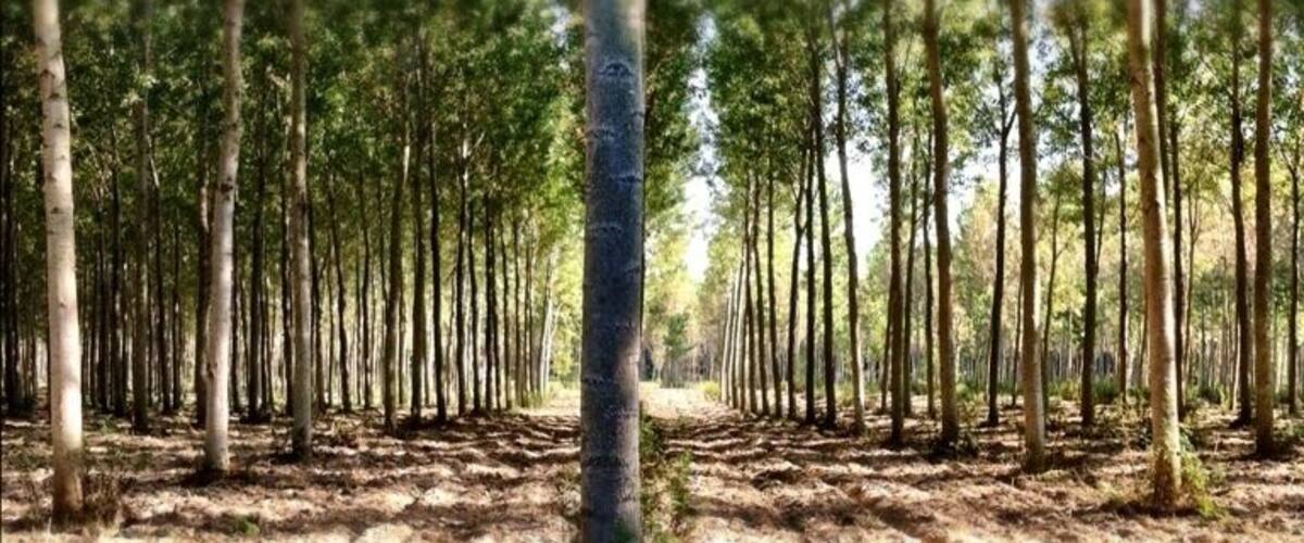 A forest with a clear path.