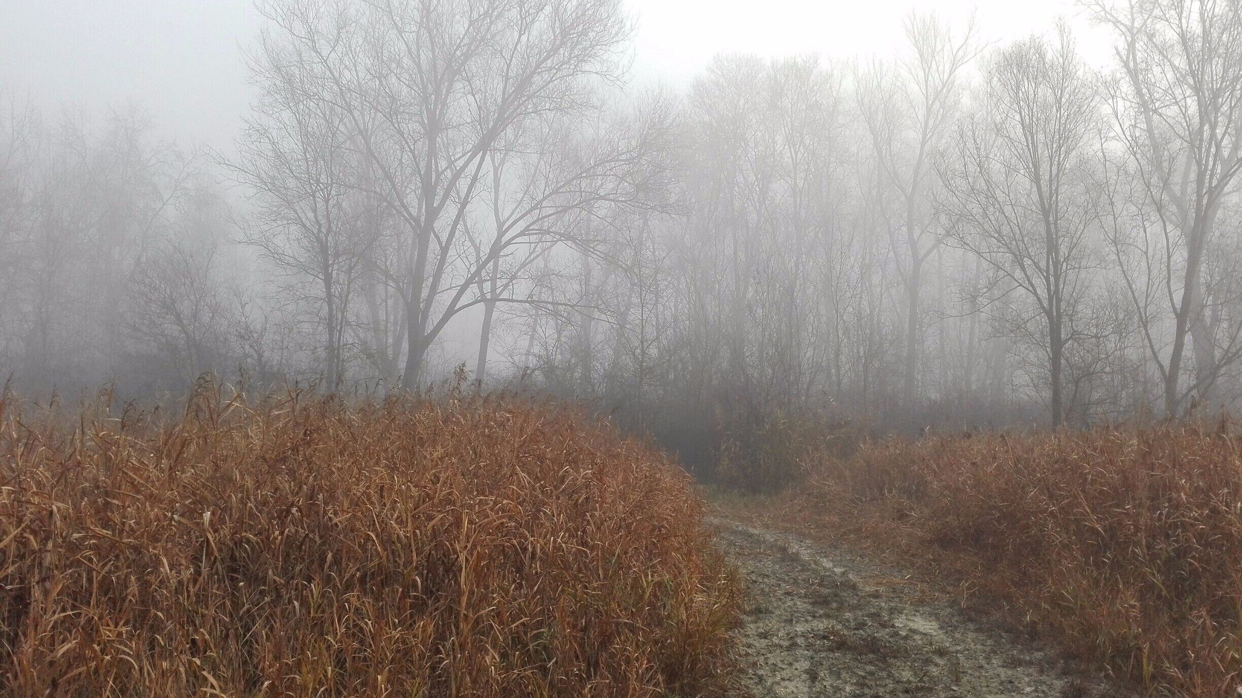 Delta Po river in winter