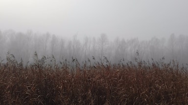Delta Po river in winter
