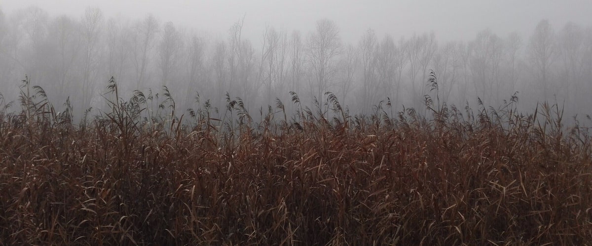 A foggy field with tall grasses and trees in the background.