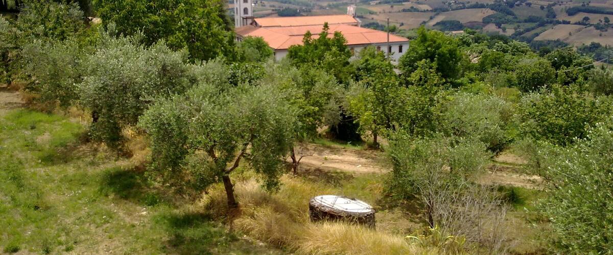A rural landscape with olive trees, a church with a bell tower, and rolling hills in the background.