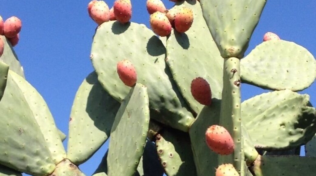 Prickly pears on a cactus in Italy