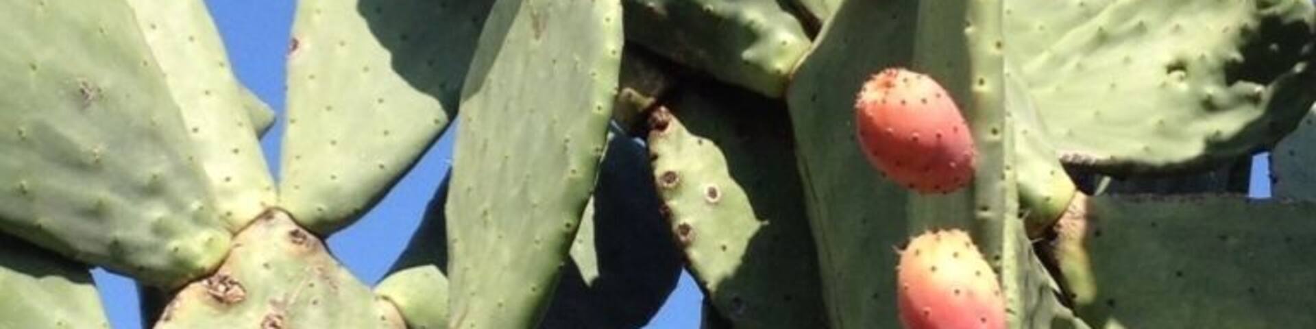 Prickly pears on a cactus in Italy