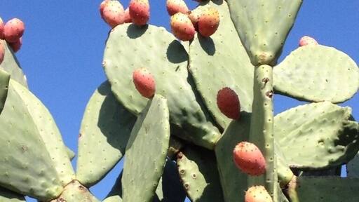 Prickly pears on a cactus in Italy