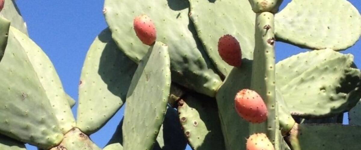 A cactus with green leaves and red fruits against a clear blue sky.