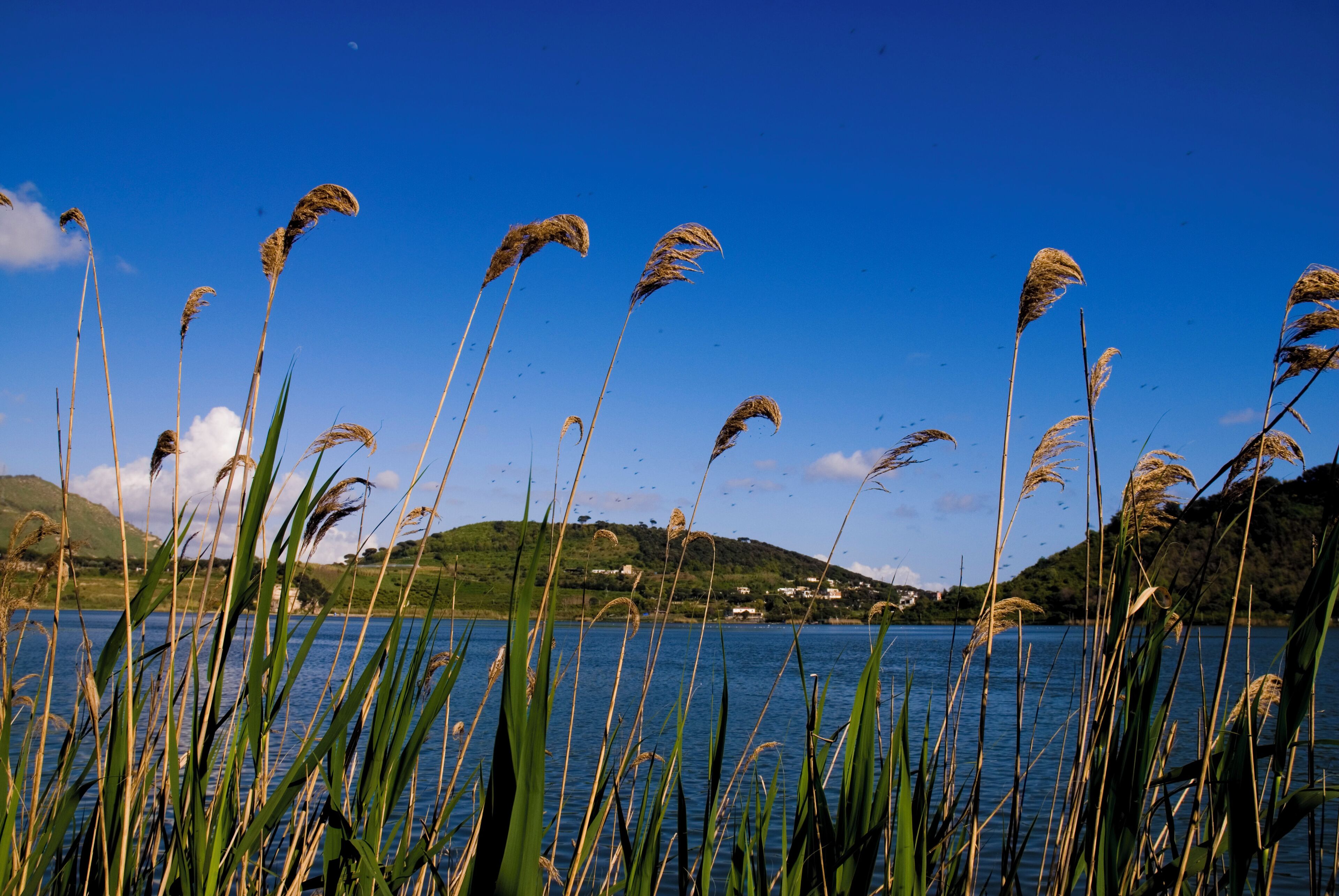 Tall grasses in front of a lake with hills in the background.
