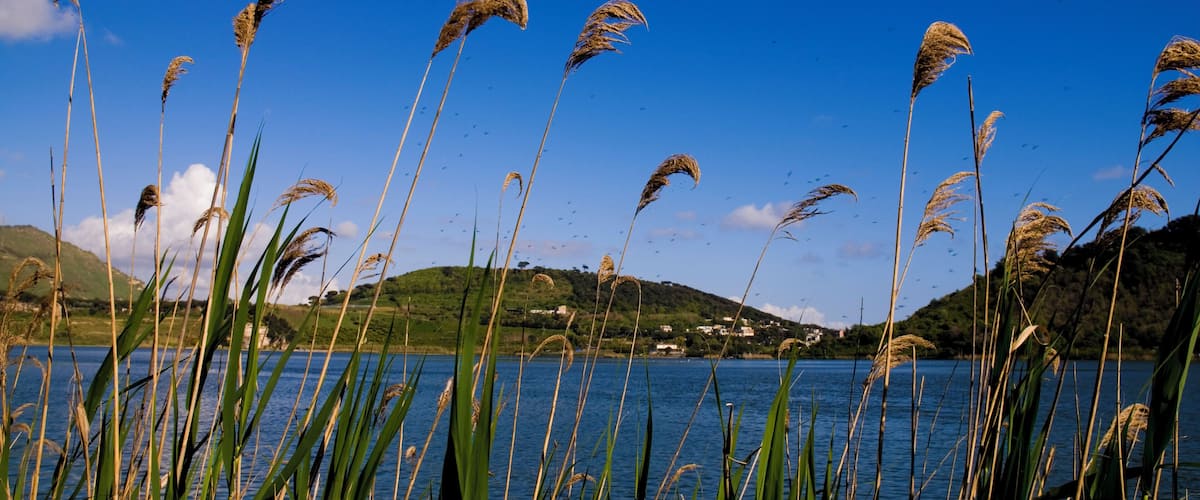 Tall grasses in front of a lake with hills in the background.