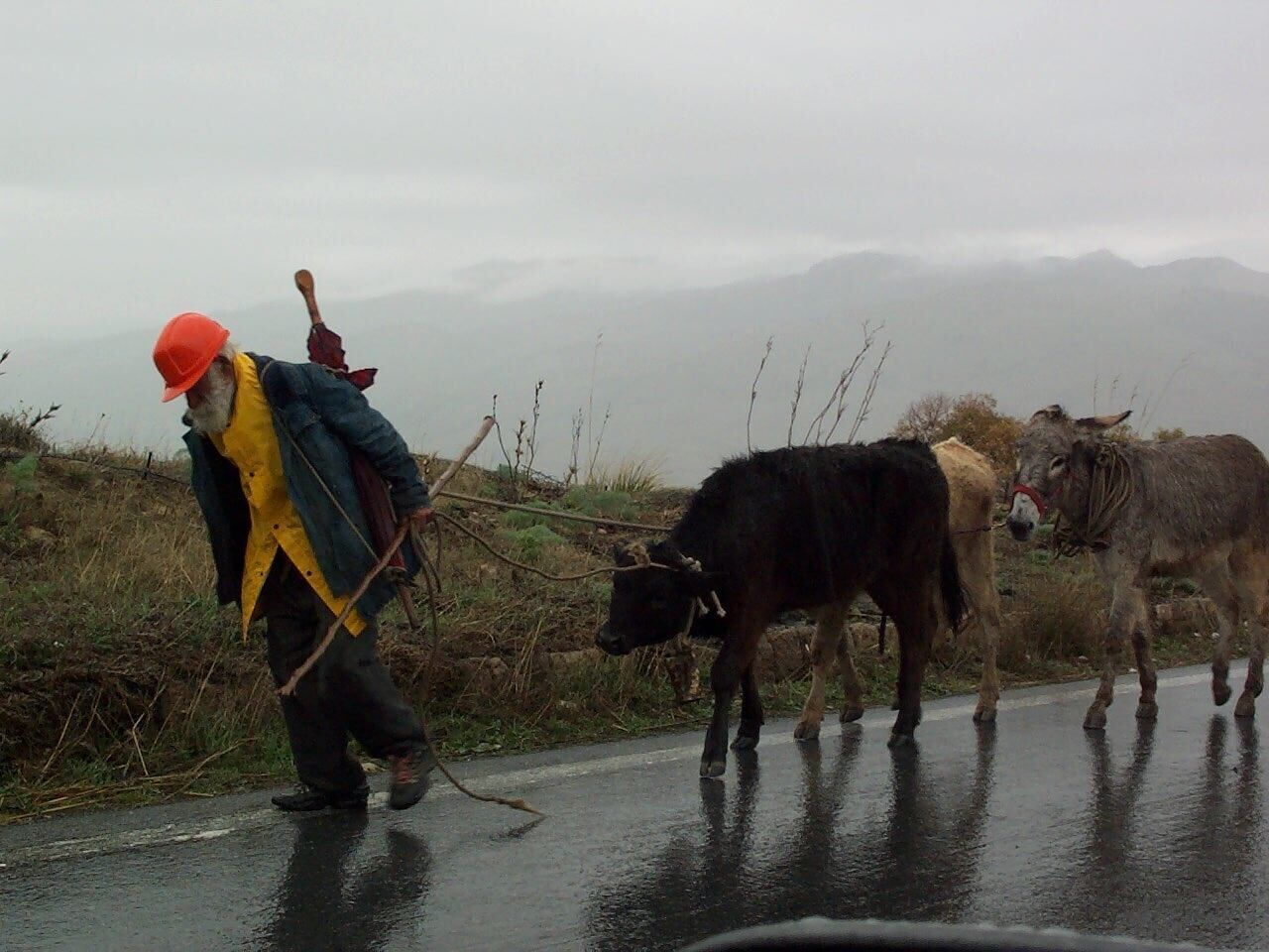 La piccola transumanza