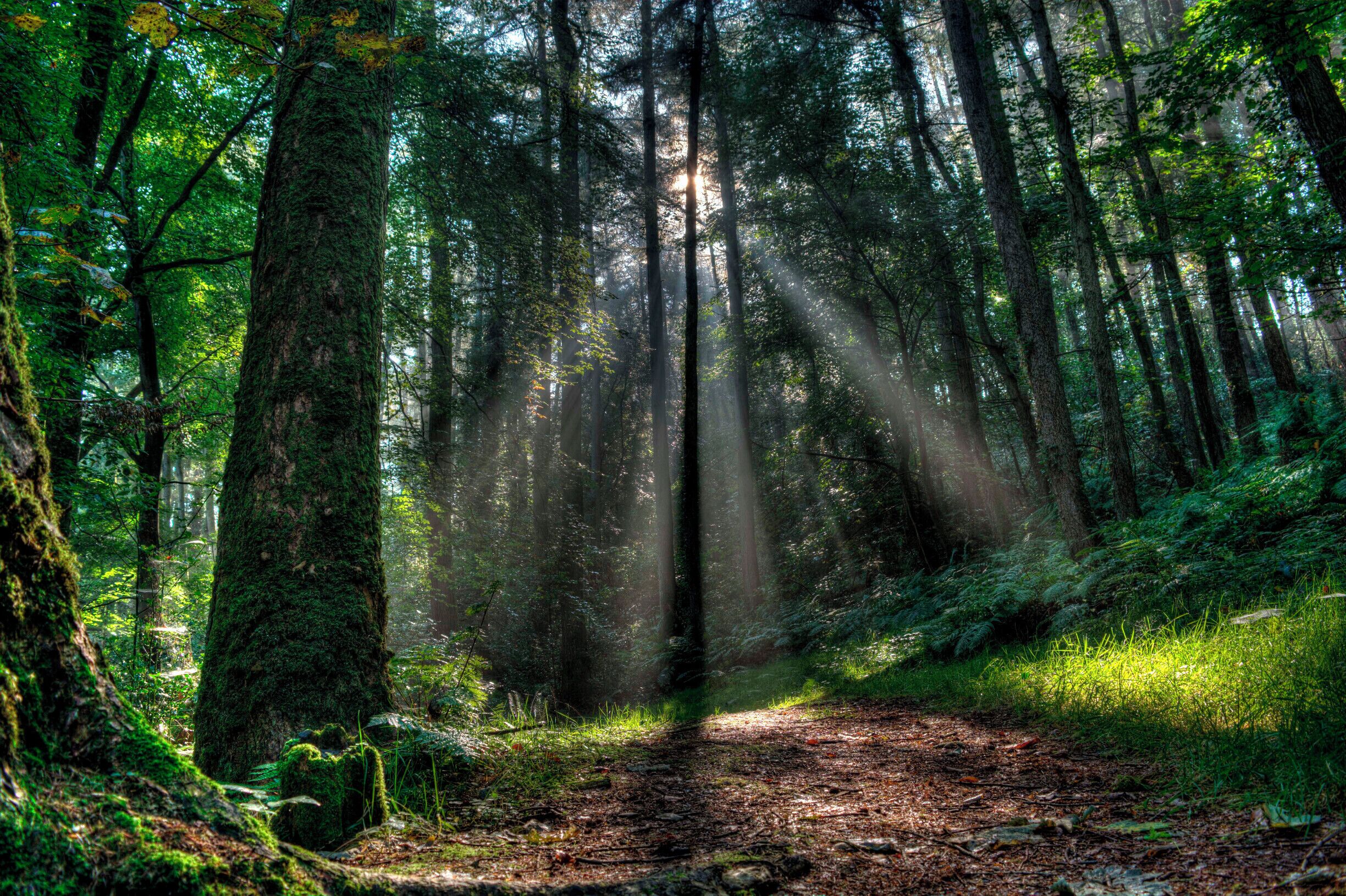 A foggy morning in the woods.