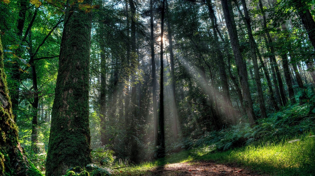 A foggy morning in the woods.