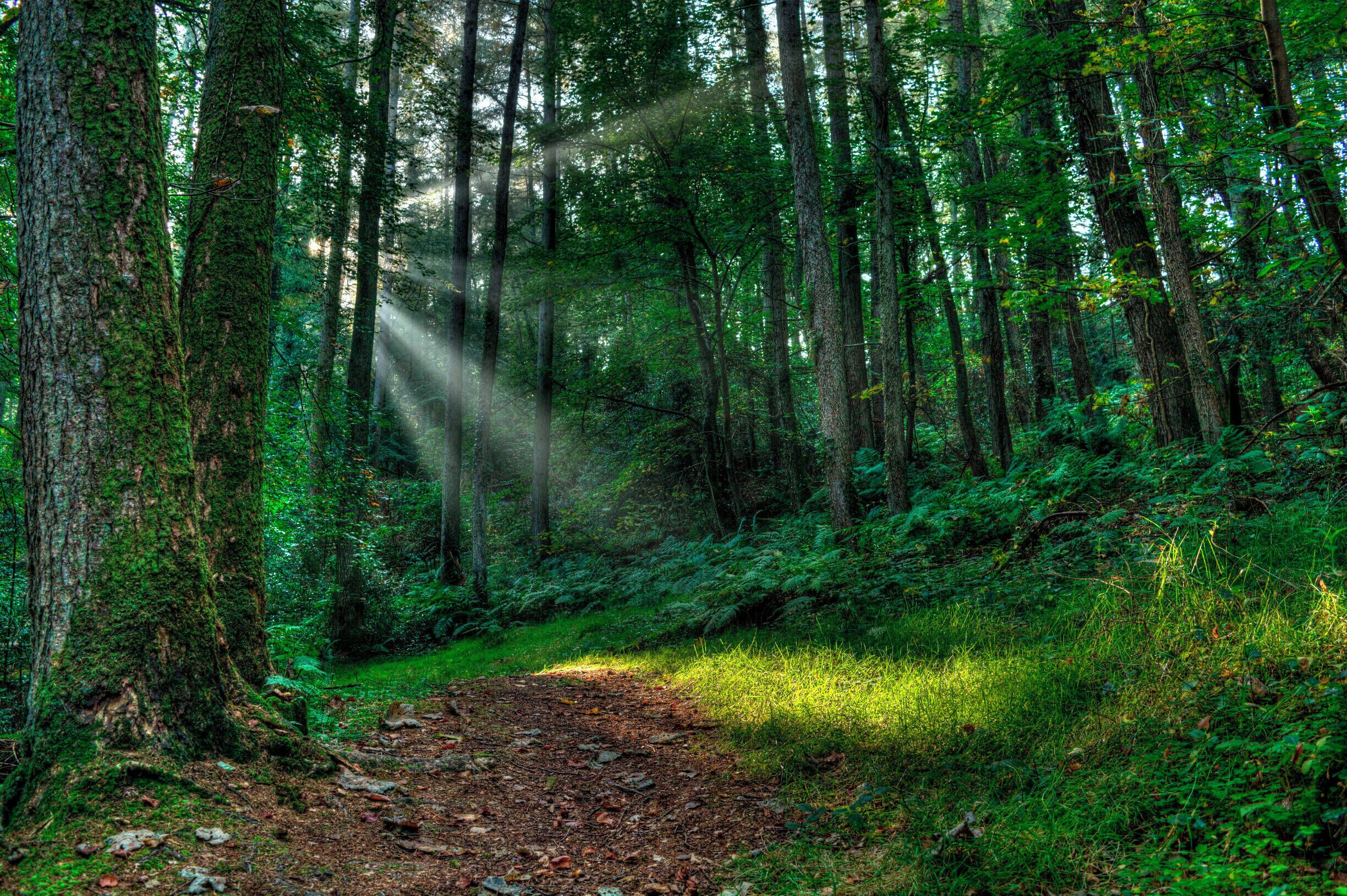 A foggy morning in the woods.
