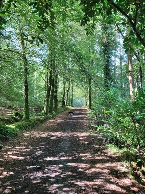Perfect for a weekend stroll with the doggo #Galway #Ireland #nature