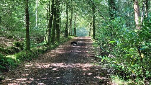 Perfect for a weekend stroll with the doggo #Galway #Ireland #nature