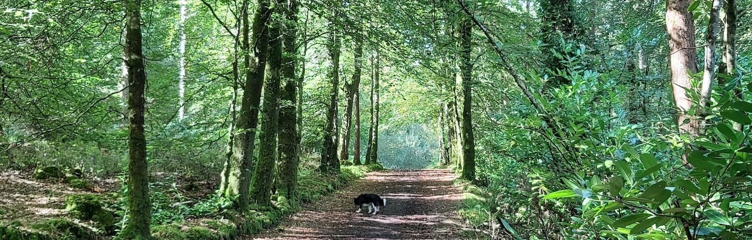 Perfect for a weekend stroll with the doggo #Galway #Ireland #nature