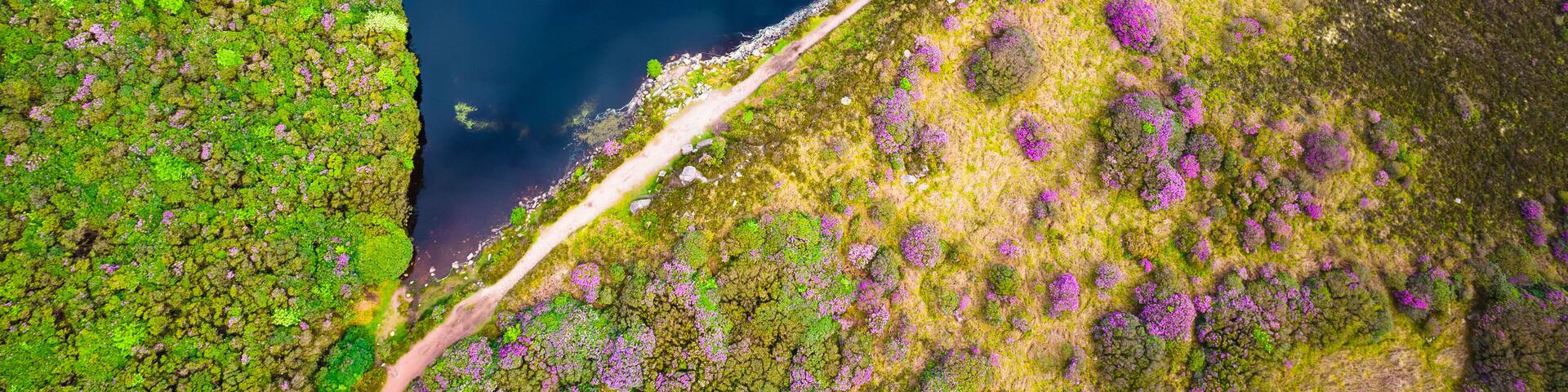 An aerial view of a lake surrounded by green vegetation and purple flowers.