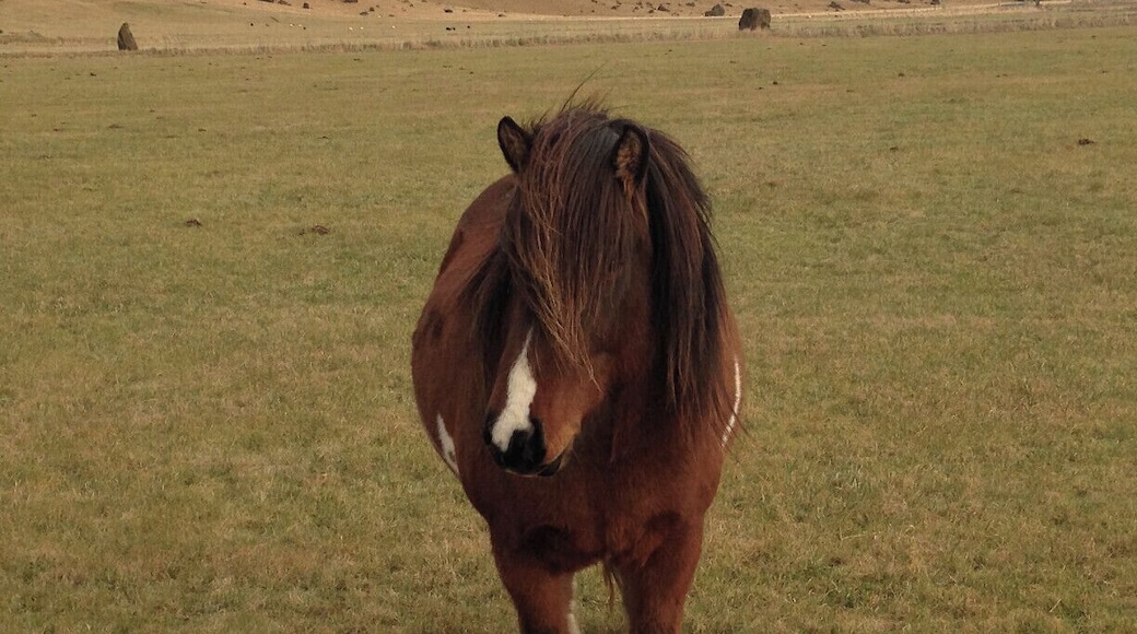 Icelanders have spent generations breeding their horses (the only type of horse allowed in the country) to withstand Iceland's unpredictable, and often bad weather and to be able to walk easily through the country's uneven, rocky terrain. They have a thick coat, are very friendly, and have two unique gaits, called tölt and flugskeið. You see them everywhere in the countryside, even more than cows!
We saw this handsome guy on our drive between Skógafoss and Vík.