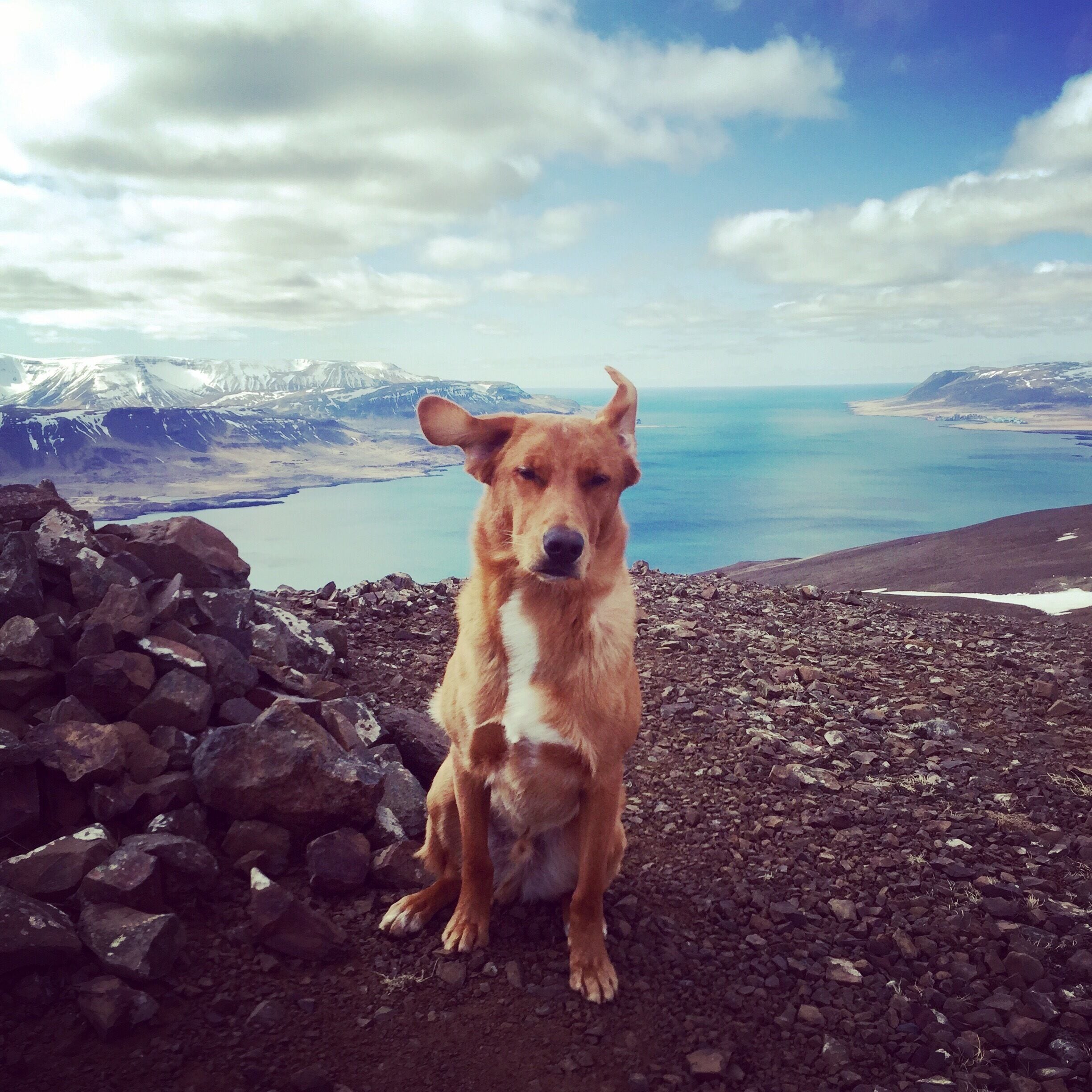 On the top of Mt. Þúfufell, it was a little bit windy there today 🐶